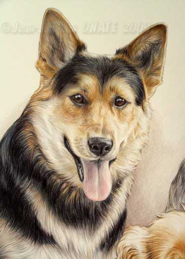 Portrait Chien berger Allemand Pacha